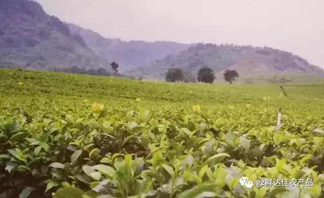 英德農(nóng)業(yè)生產(chǎn)基地
